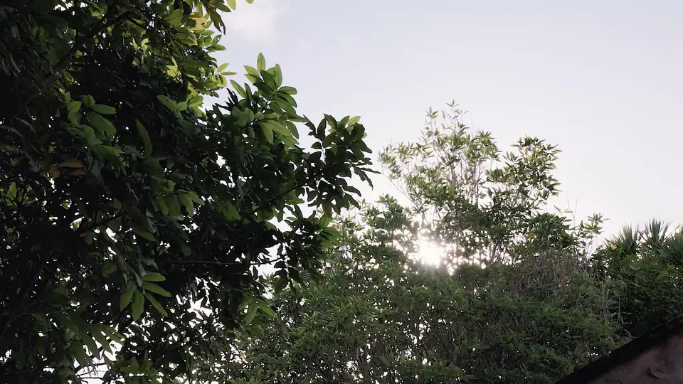 Treetops against a pale sky.