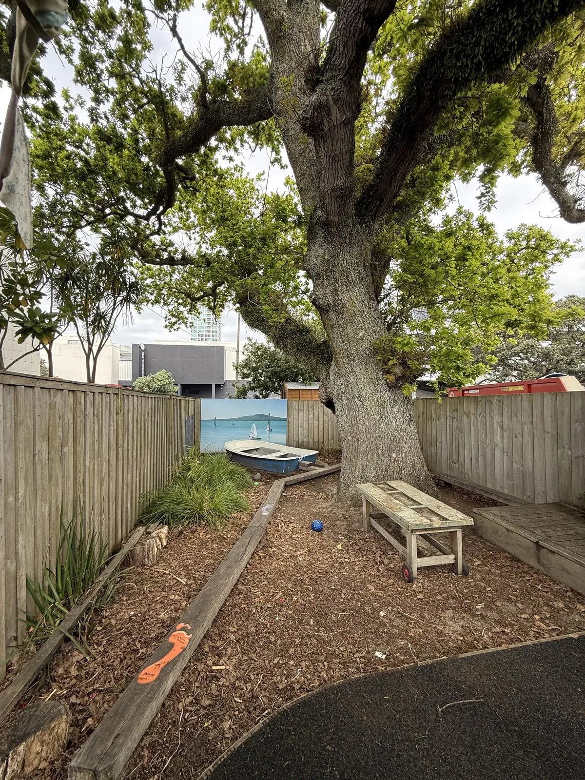 A large spreading tree over a bark garden, with a wooden bench and a timber fence behind.