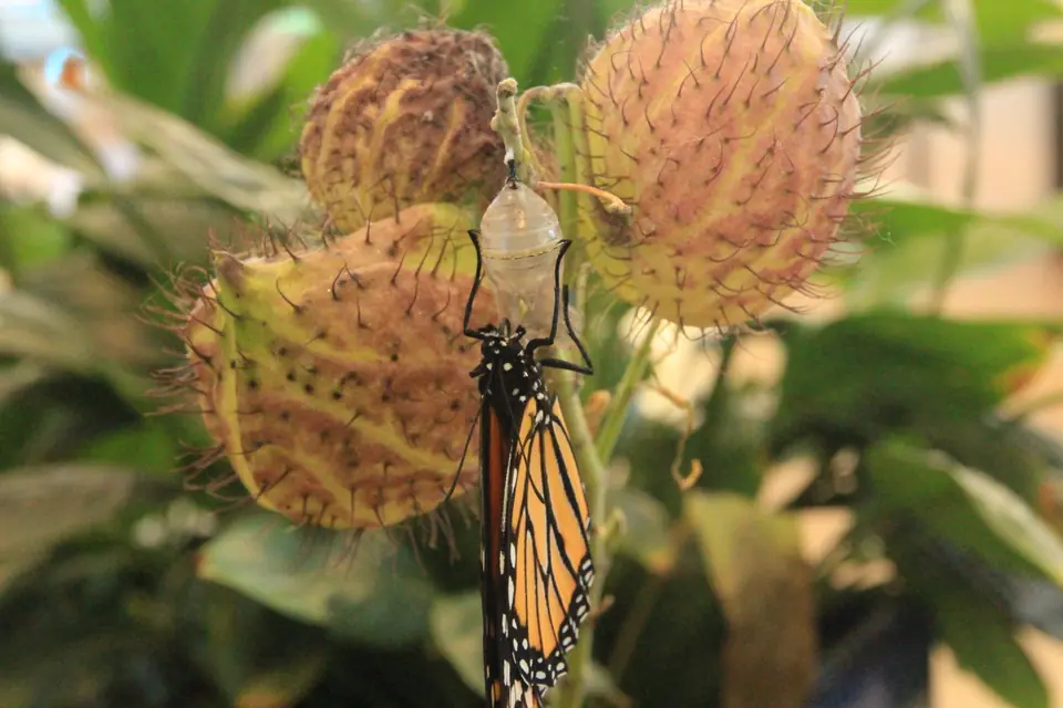 A monarch butterfly hanging from its empty chrysalis among the spiky seed pods of a swan plant.