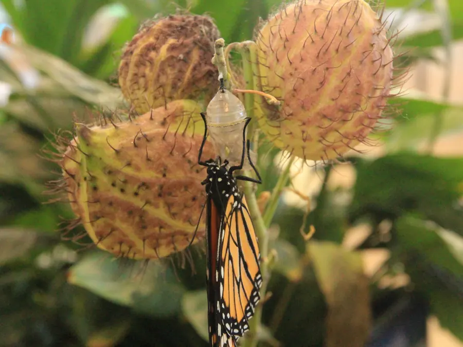A monarch butterfly hanging from its empty chrysalis among the spiky seed pods of a swan plant.